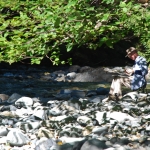 Wild journal 2012 Canyon Creek 12