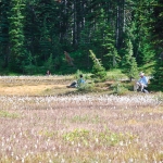 washington-pass-meadow-11-2