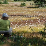 washington-pass-meadow-22