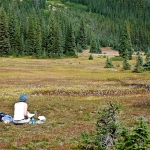 washington-pass-meadow-7