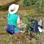 washington-pass-meadow-11