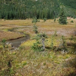 washington-pass-meadow-28